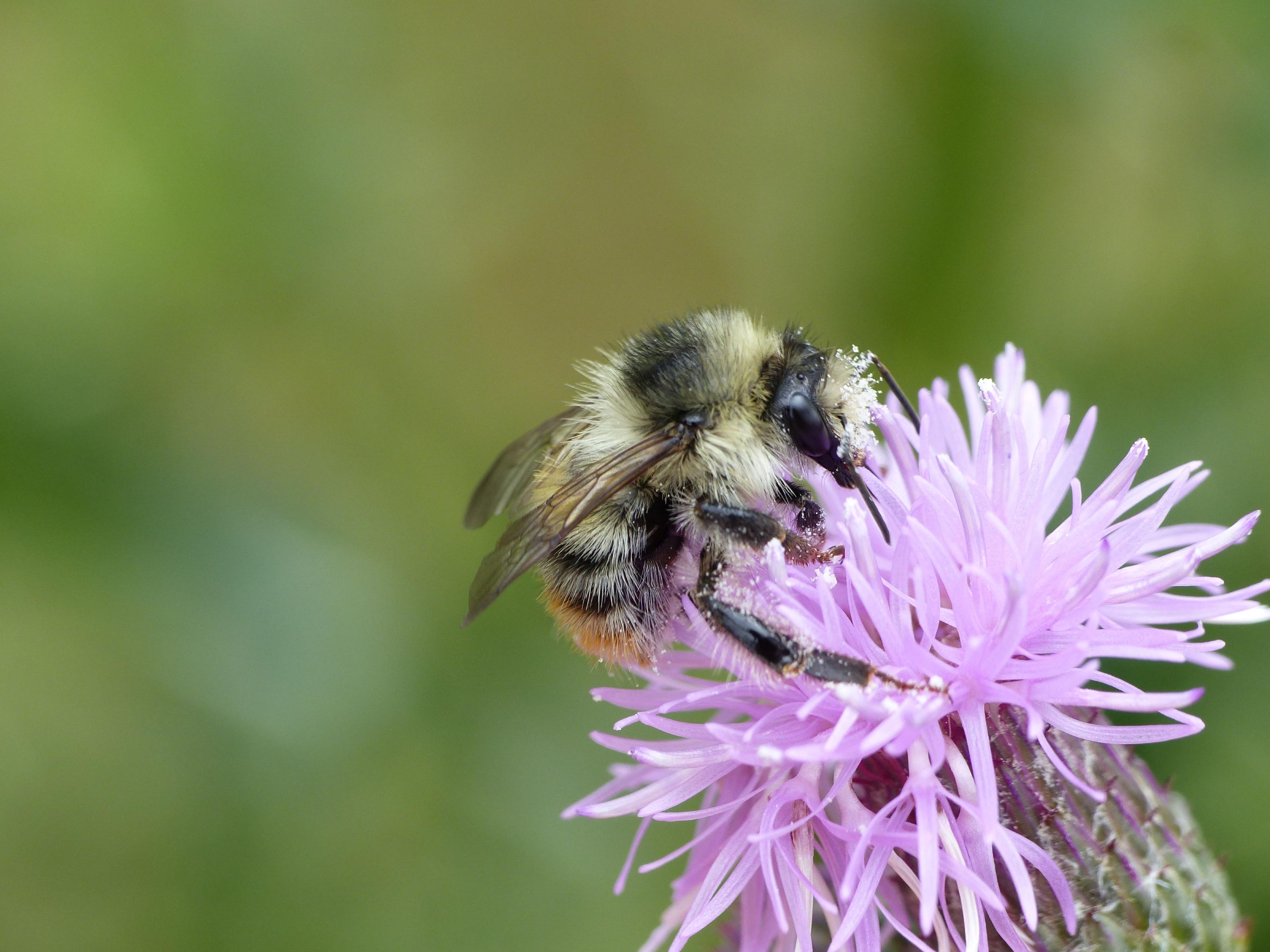 Lang leve de hommel Naturalis Lang leve de hommel Naturalis